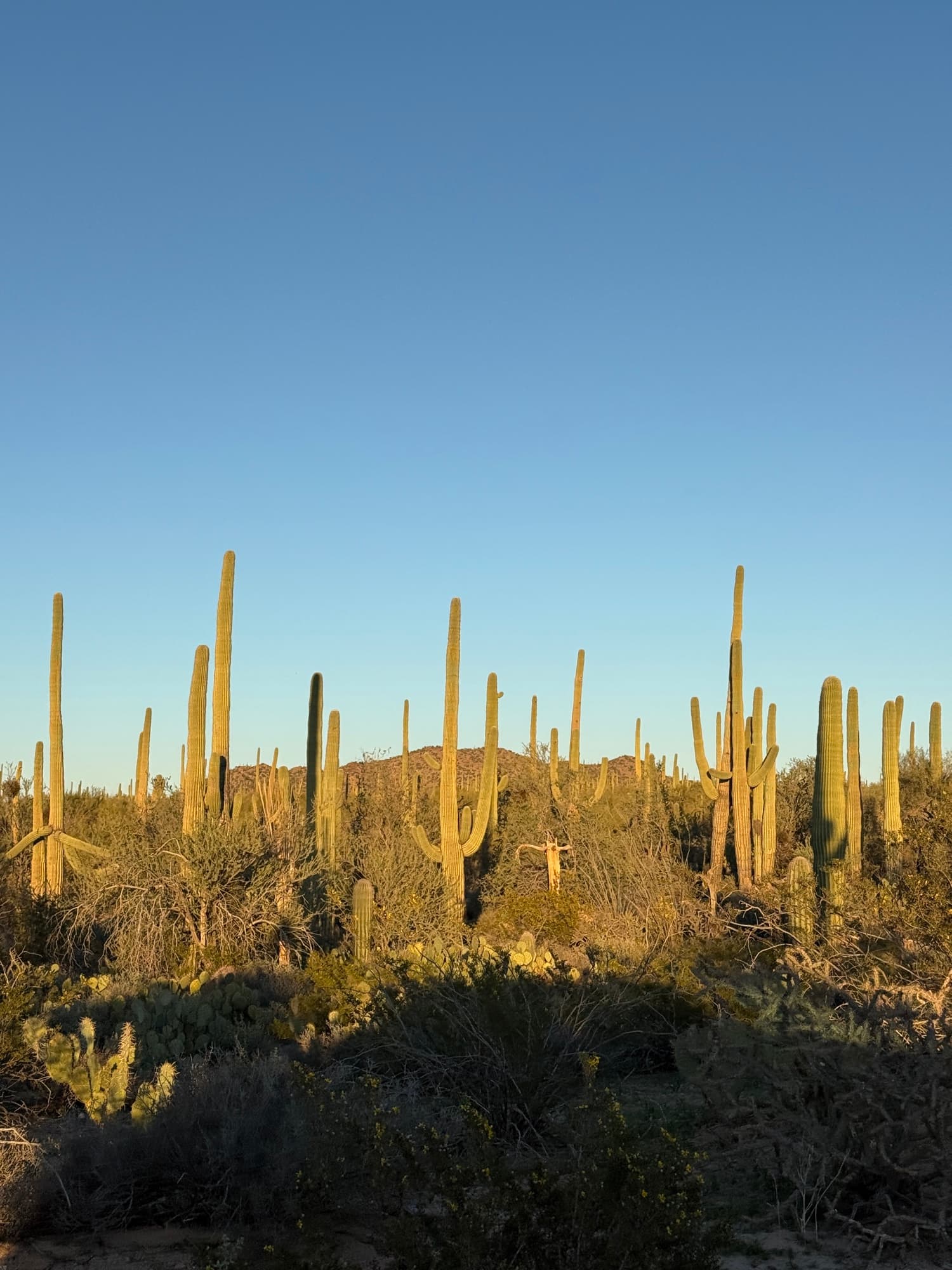Saguaro desert at golden hour