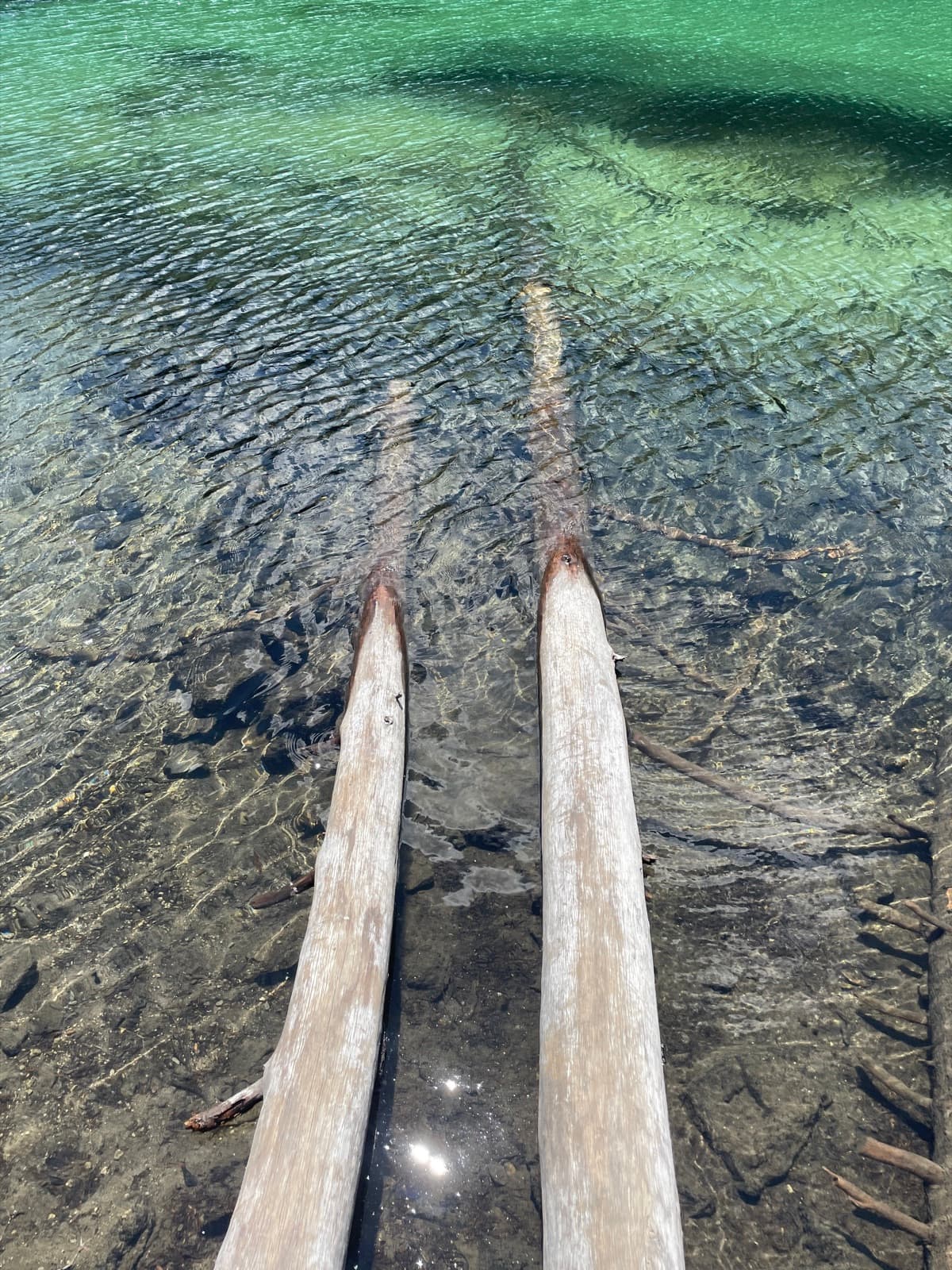 Green water flowing over fallen logs
